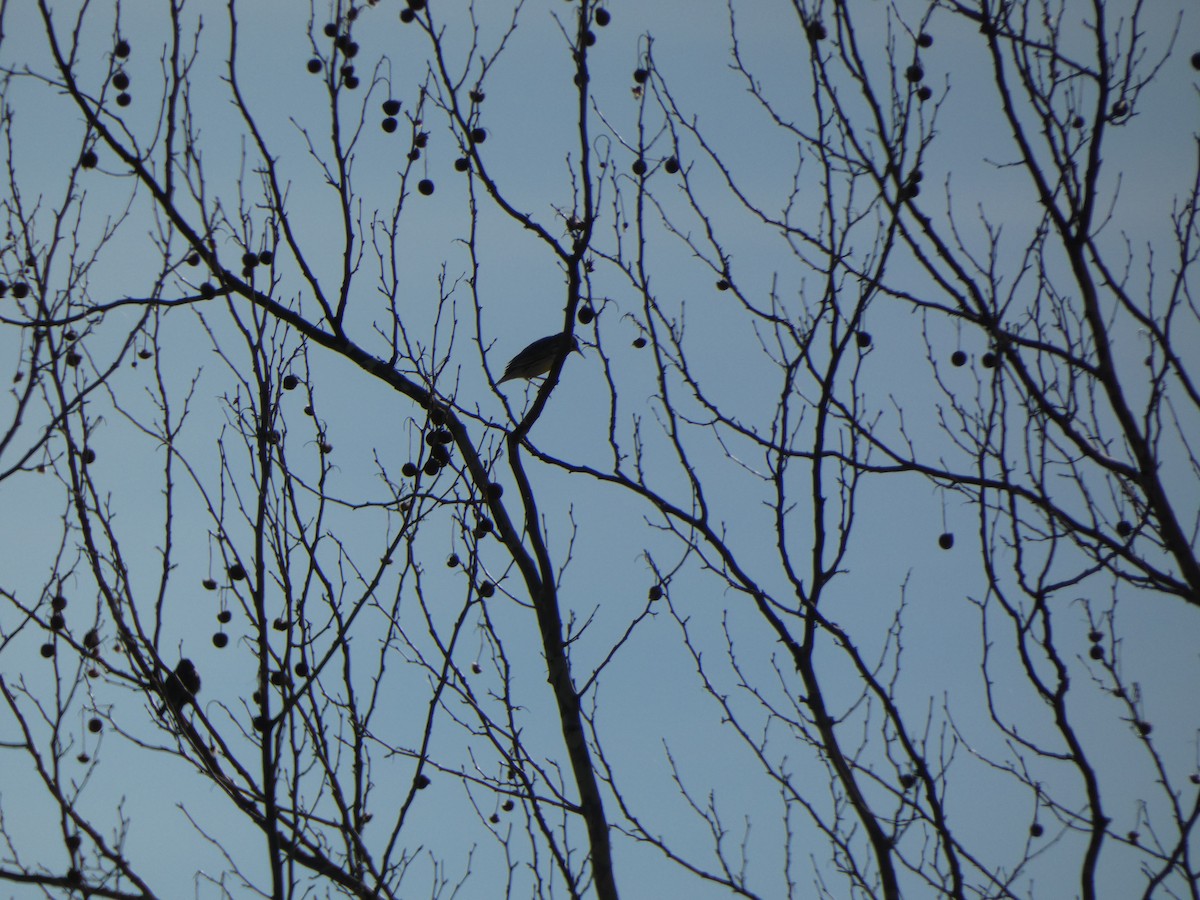 Western/Eastern Meadowlark - ML614289294