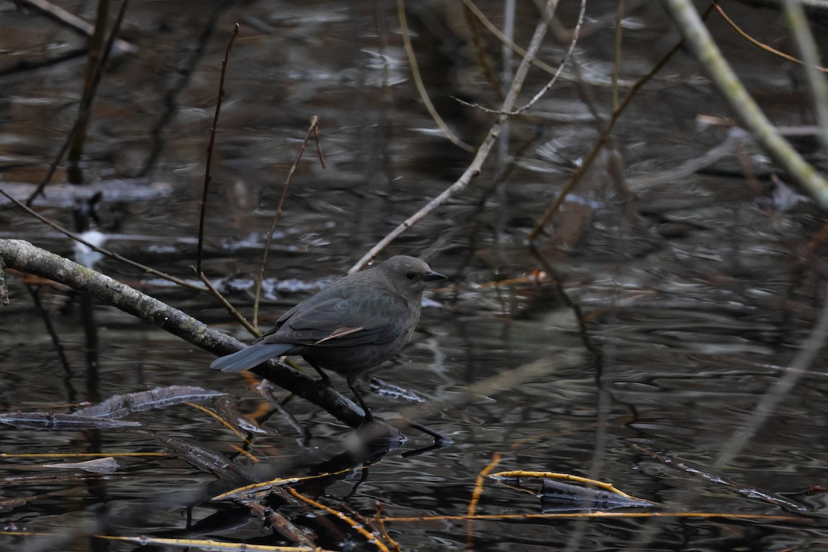 Brewer's Blackbird - Jody  Wells