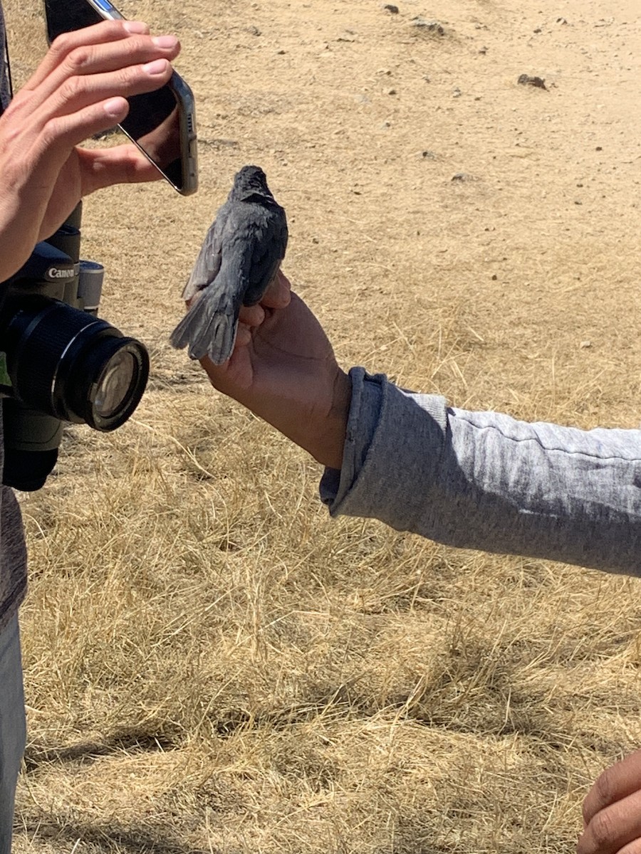 Blue Seedeater (Slate-blue) - ML614289352