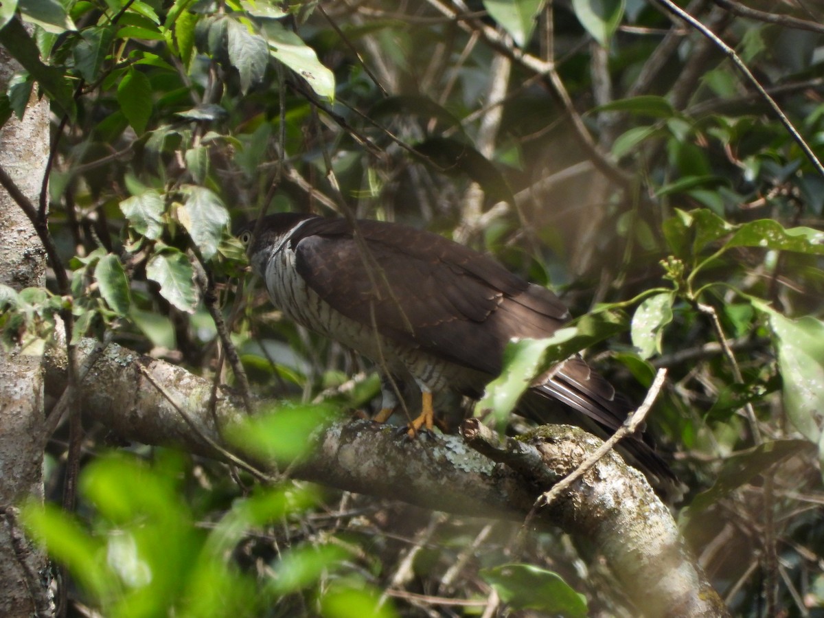 Hook-billed Kite - ML614289354