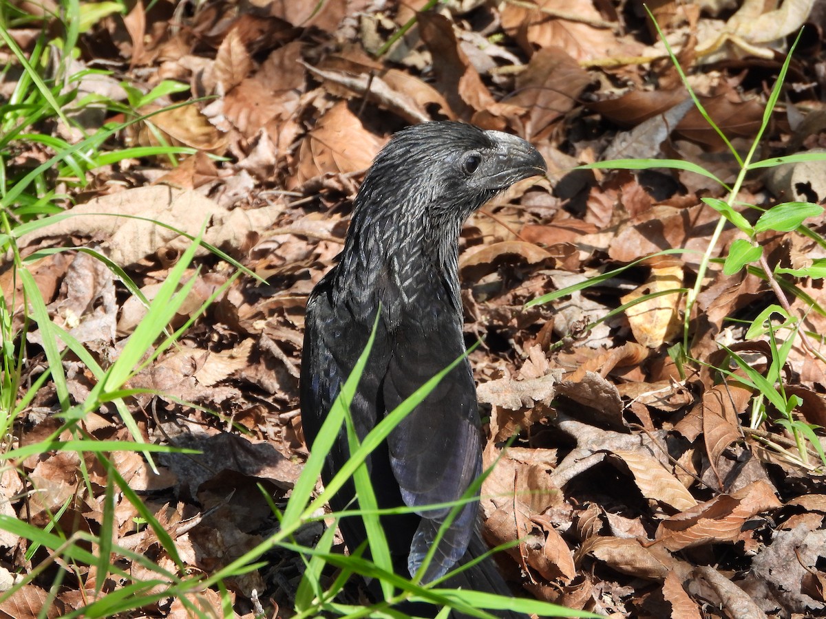 Groove-billed Ani - ML614289558