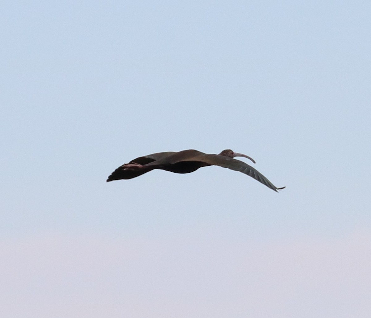 ibis americký - ML614289567