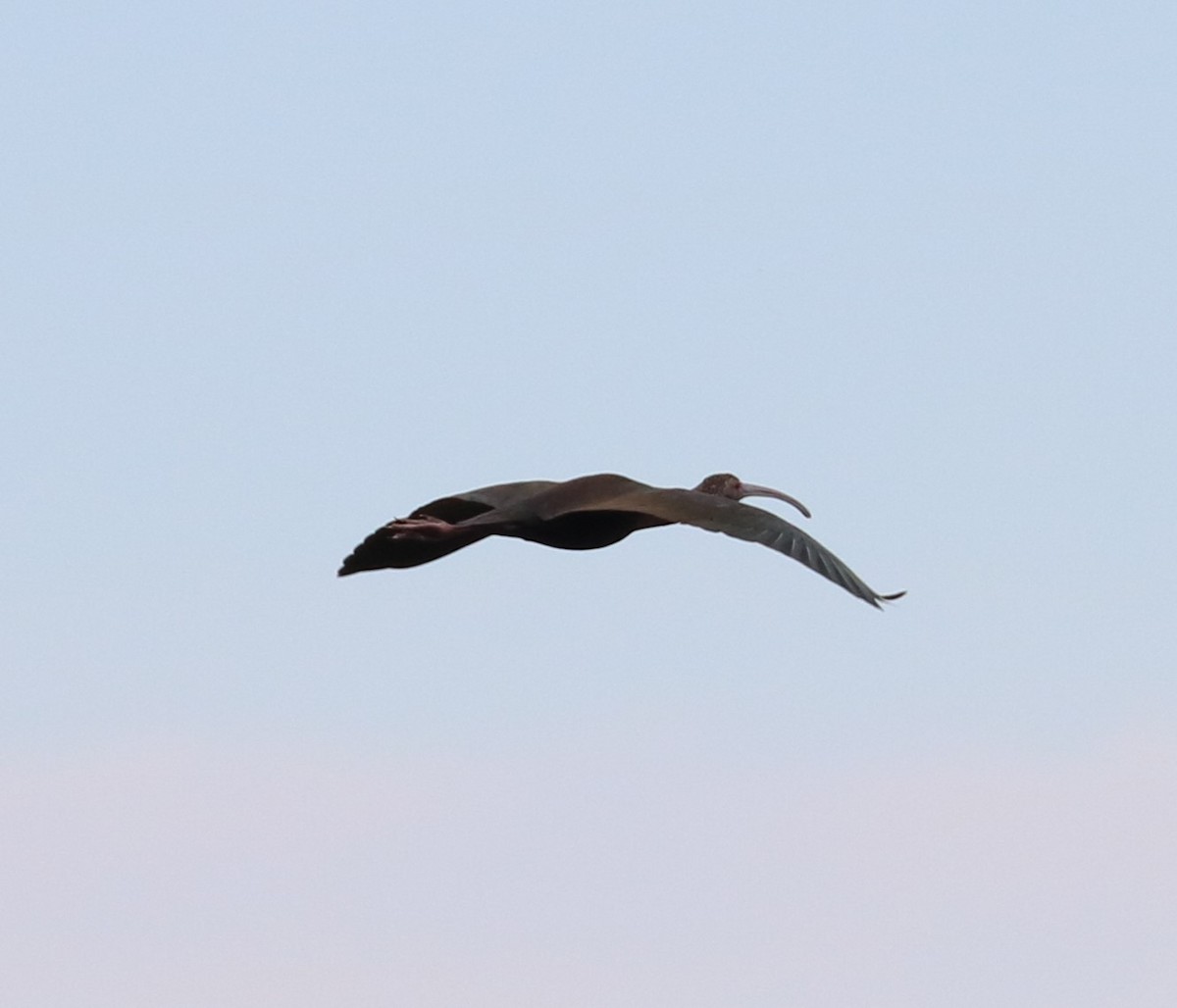 White-faced Ibis - ML614289567