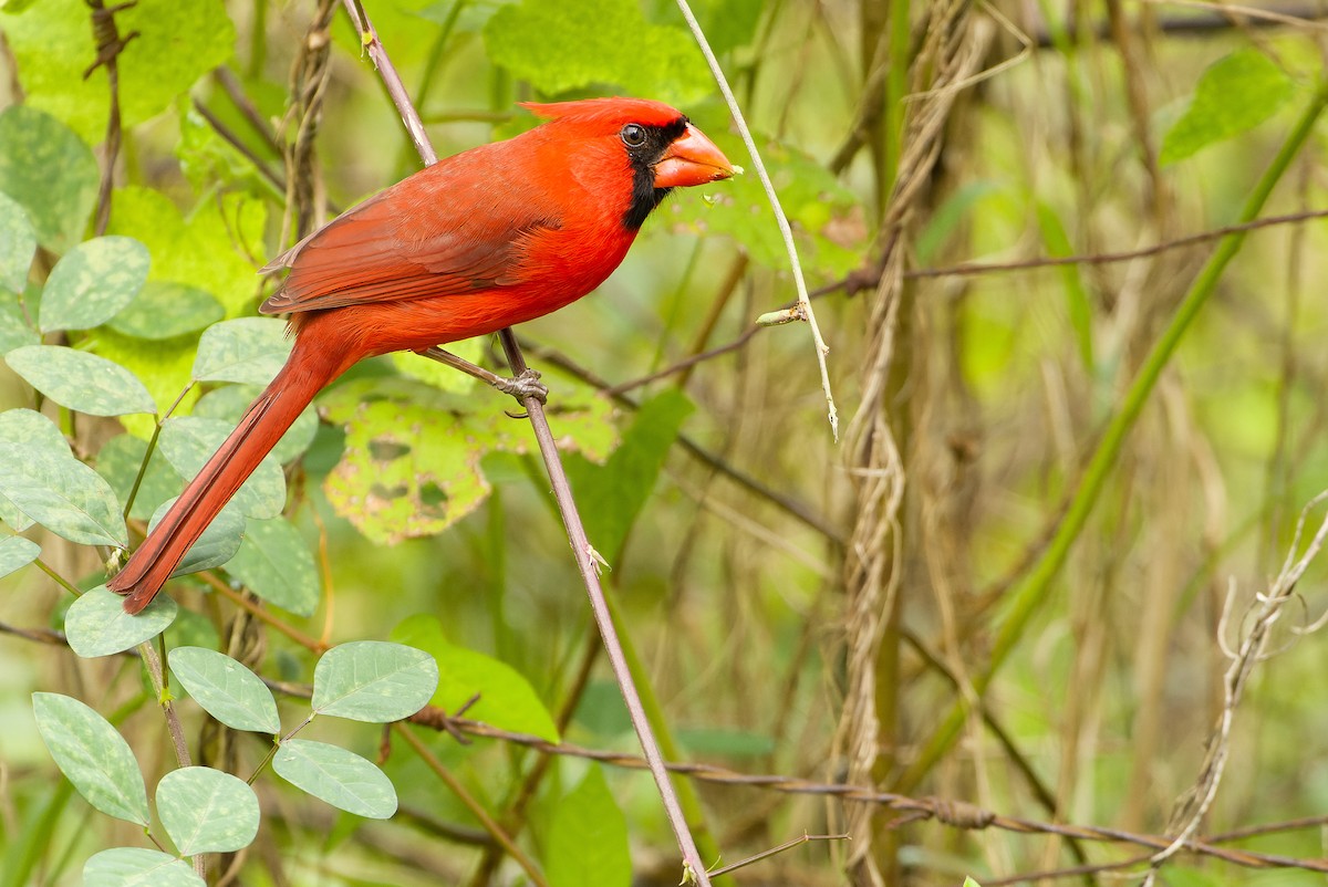 Cardenal Norteño - ML614289592