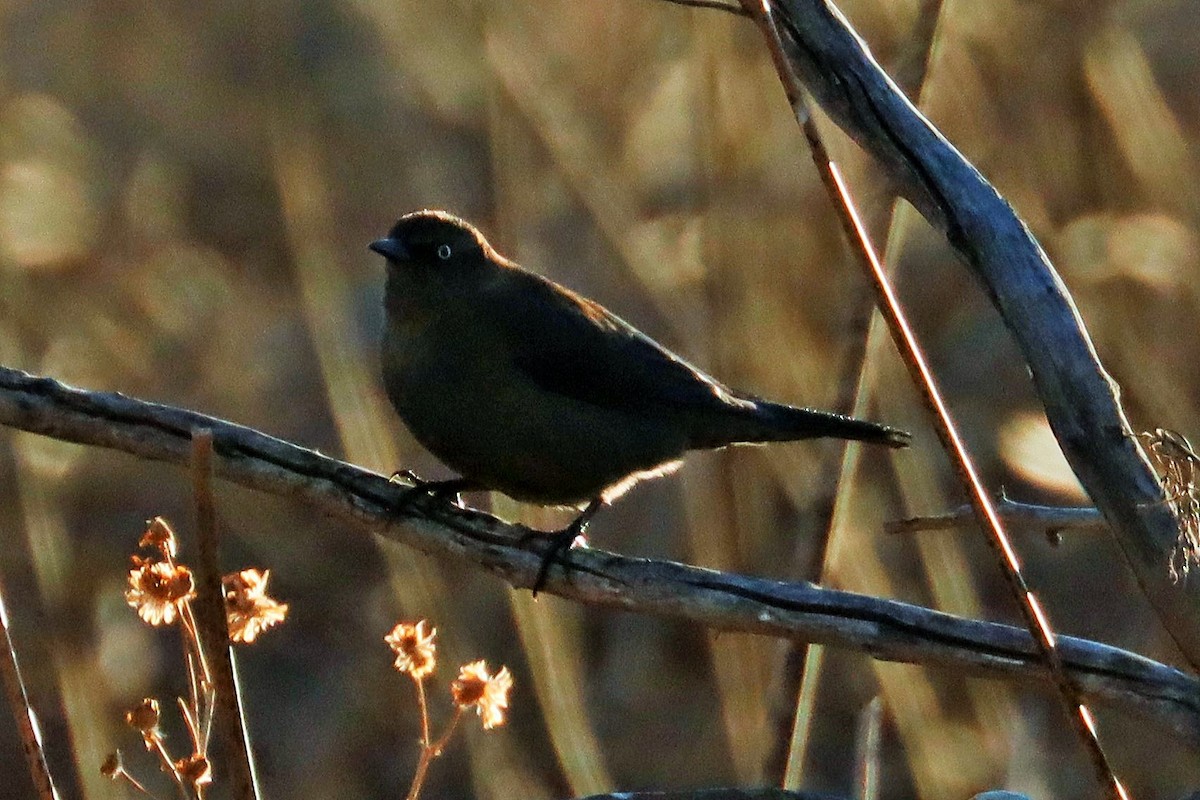 Rusty Blackbird - ML614289642