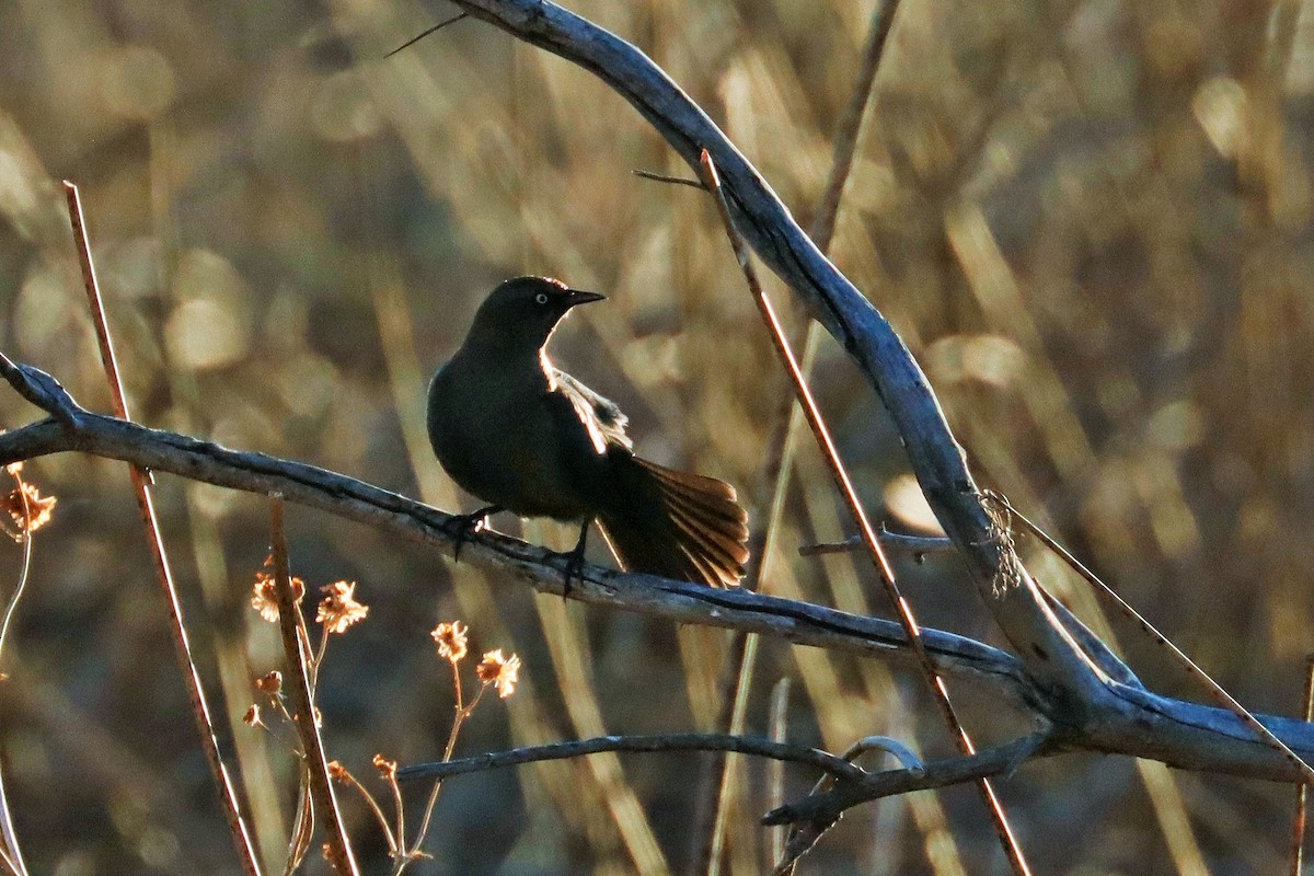 Rusty Blackbird - ML614289643