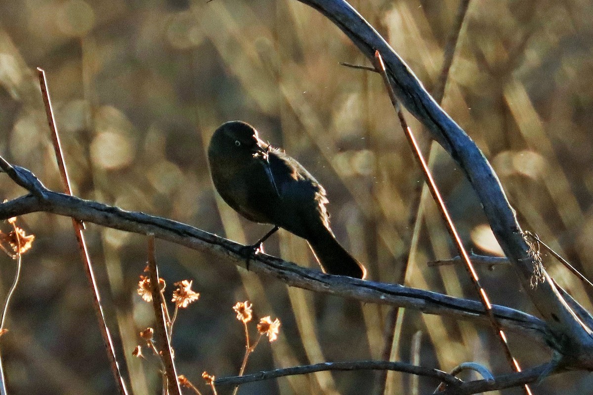 Rusty Blackbird - ML614289644