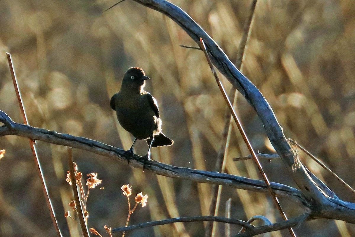 Rusty Blackbird - ML614289645