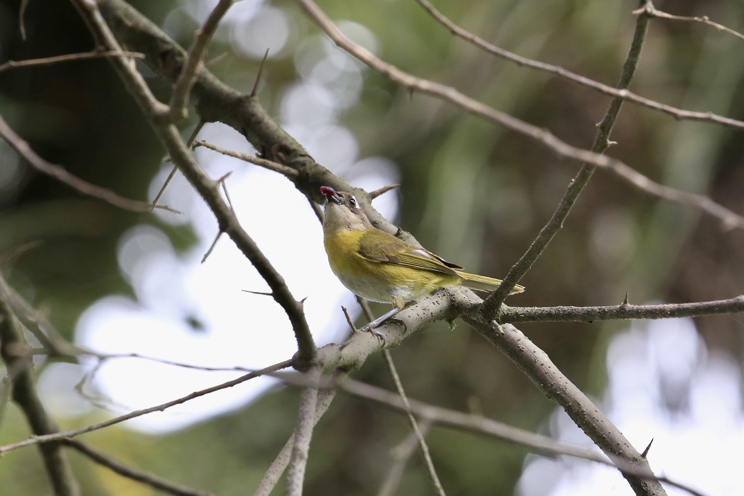 Common Chlorospingus - Andrew Eppedio