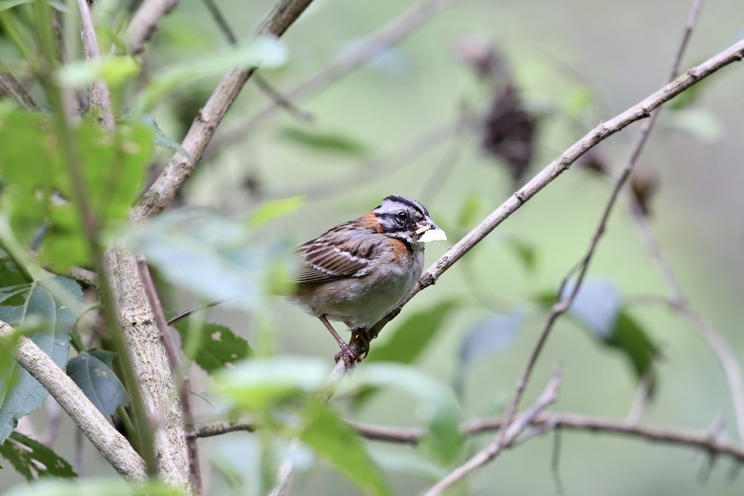 Rufous-collared Sparrow - ML614289657