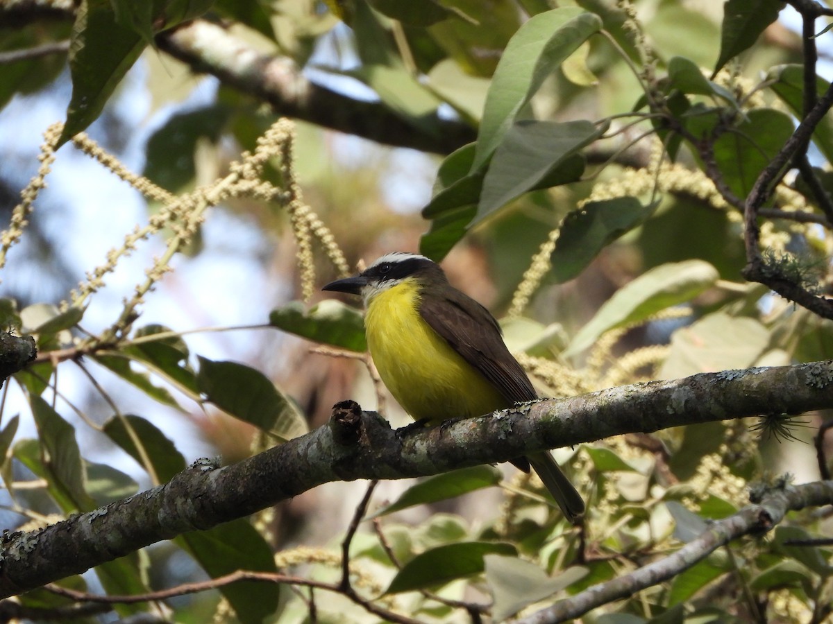 Boat-billed Flycatcher - ML614289665