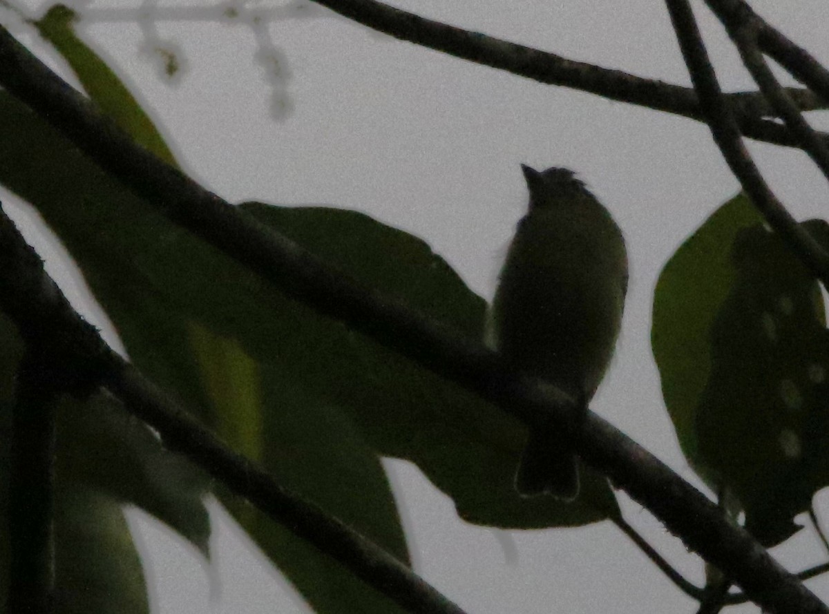 Yellow-olive Flatbill (Andes) - ML614289706