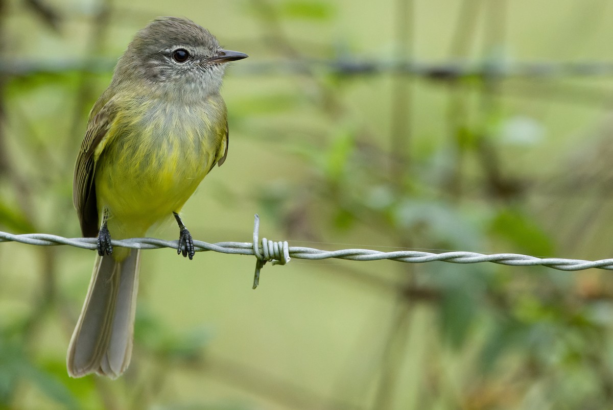 Greenish Elaenia (Greenish) - ML614289711