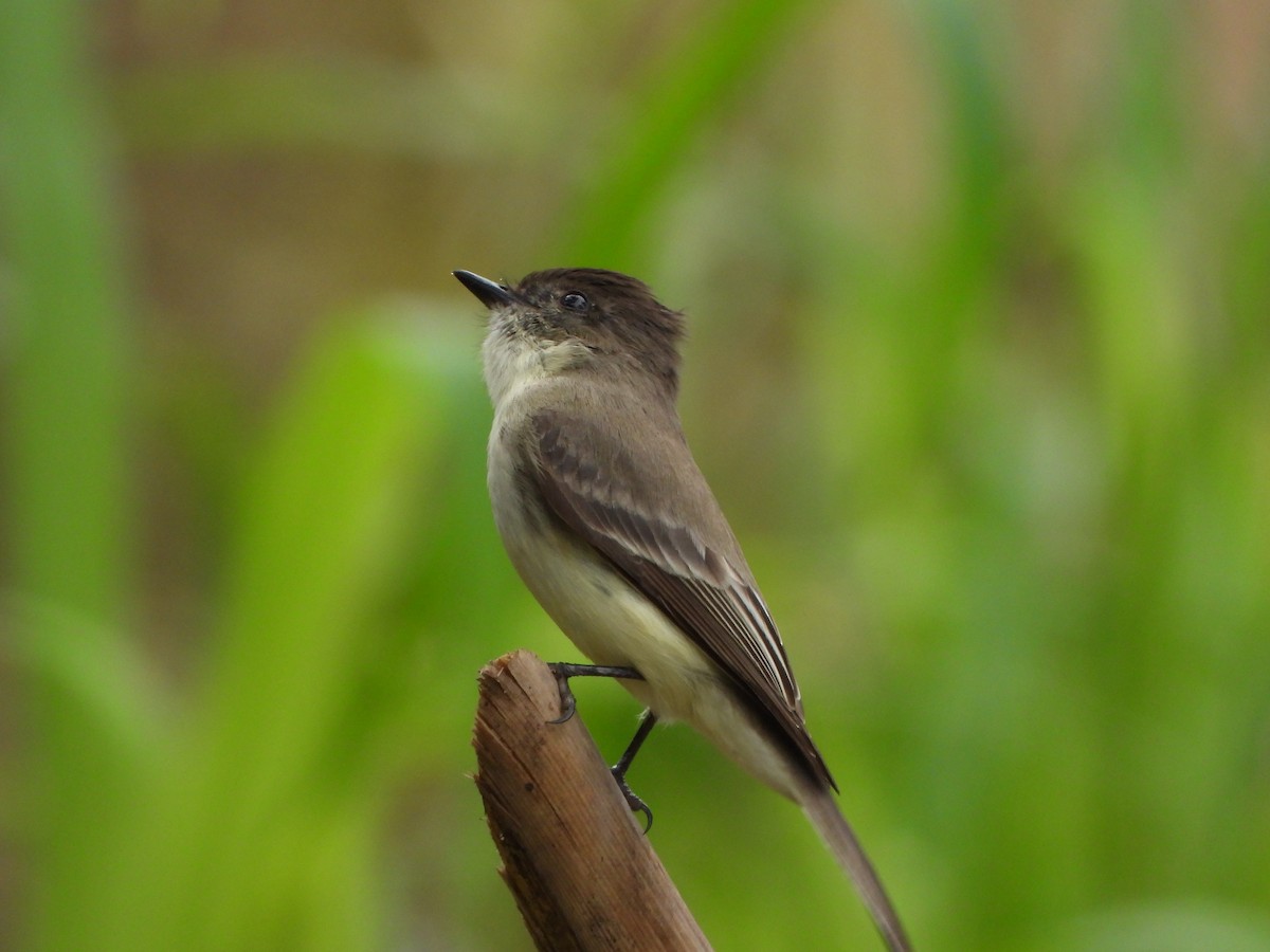 Eastern Phoebe - ML614289715