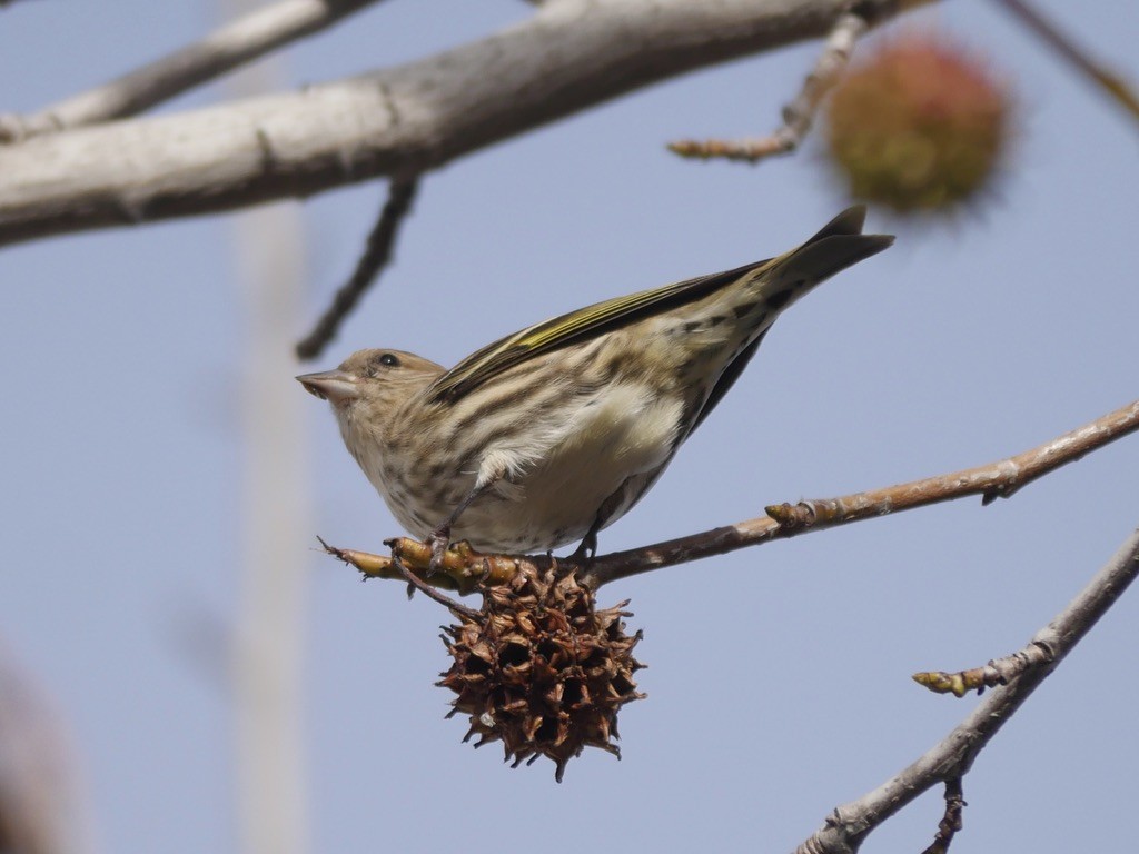 Pine Siskin - ML614289758