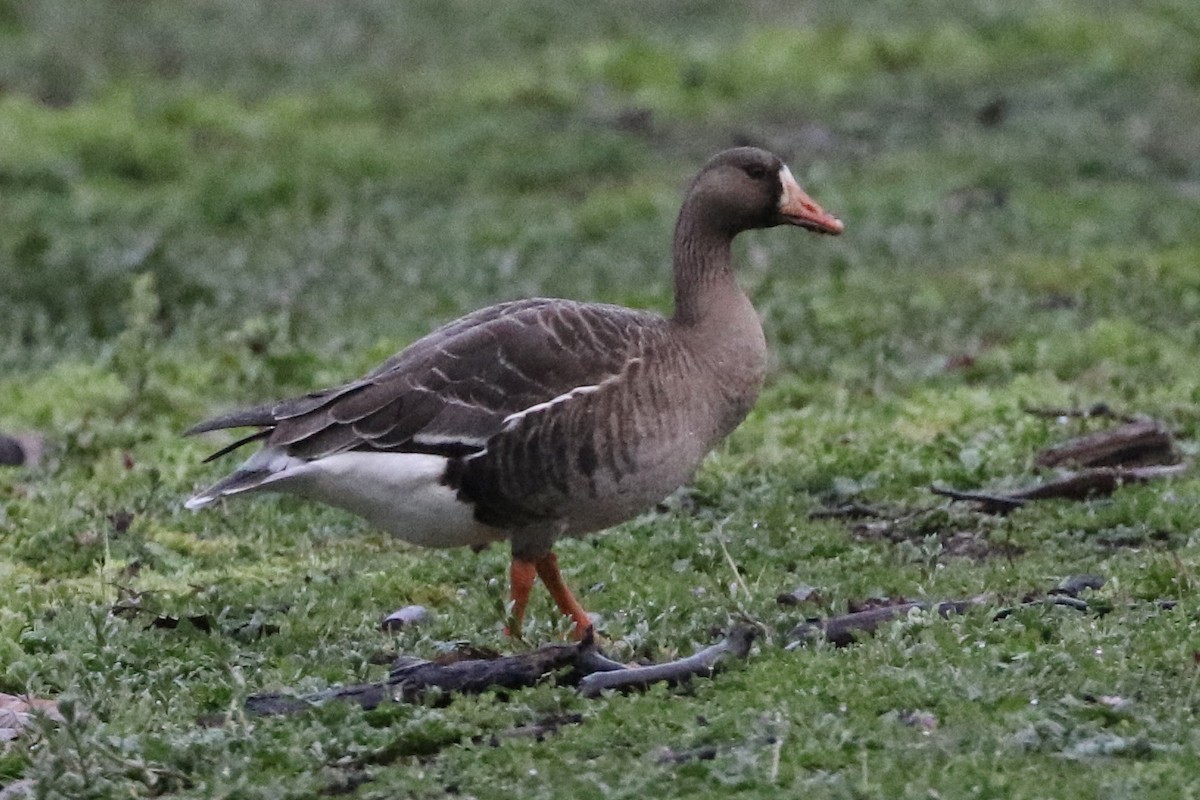 Greater White-fronted Goose - Roger Woodruff