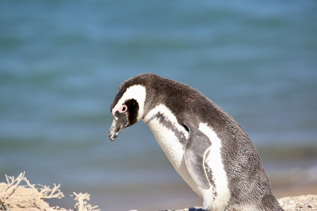 Magellanic Penguin - Andrew Eppedio