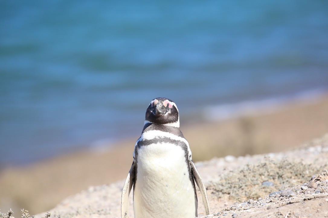 Magellanic Penguin - Andrew Eppedio