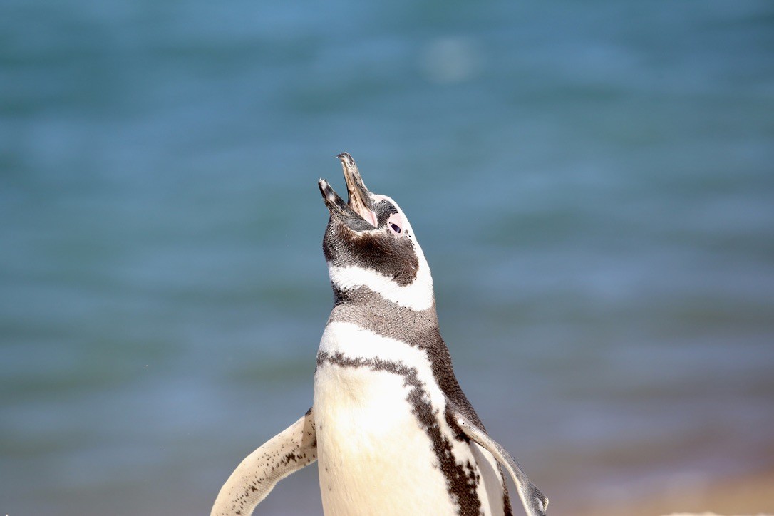 Magellanic Penguin - Andrew Eppedio