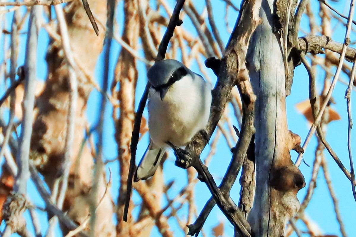 Loggerhead Shrike - ML614289937