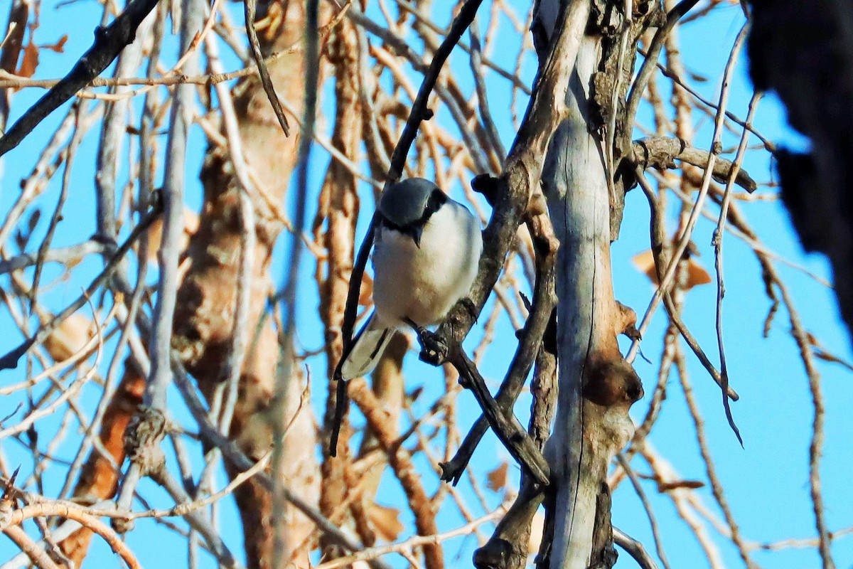 Loggerhead Shrike - ML614289938