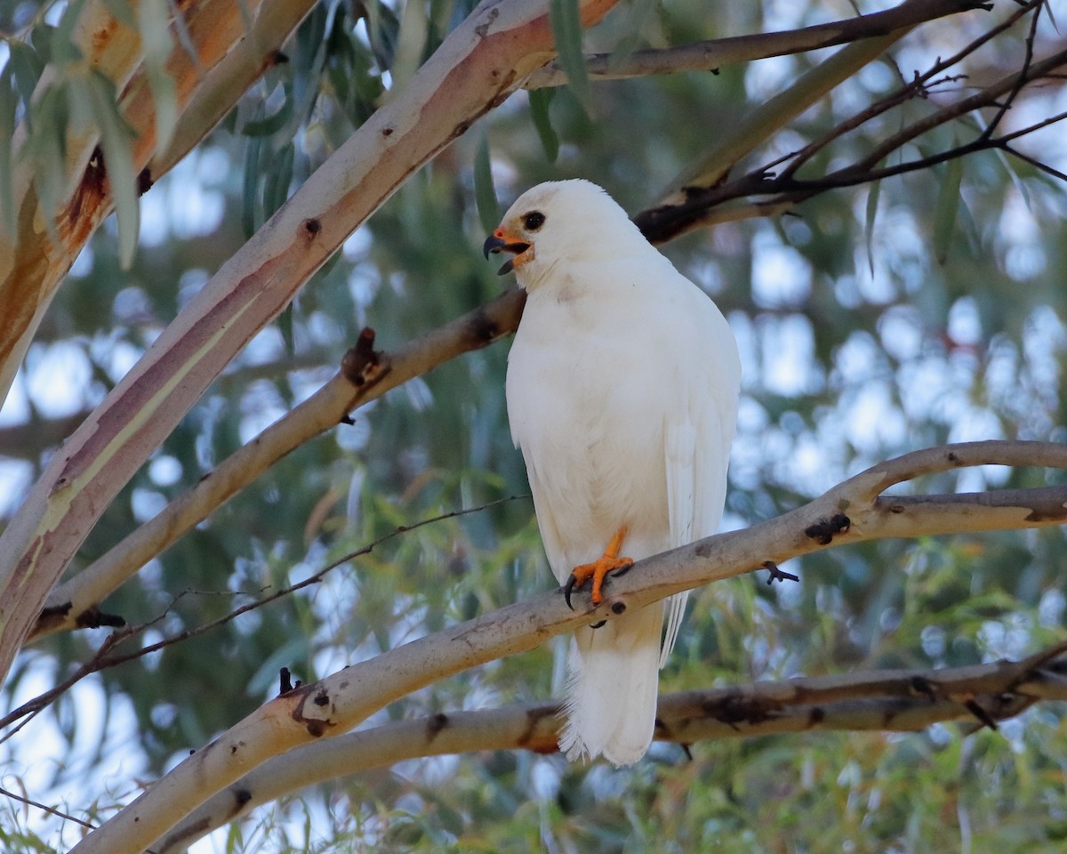 Gray Goshawk - ML614289983