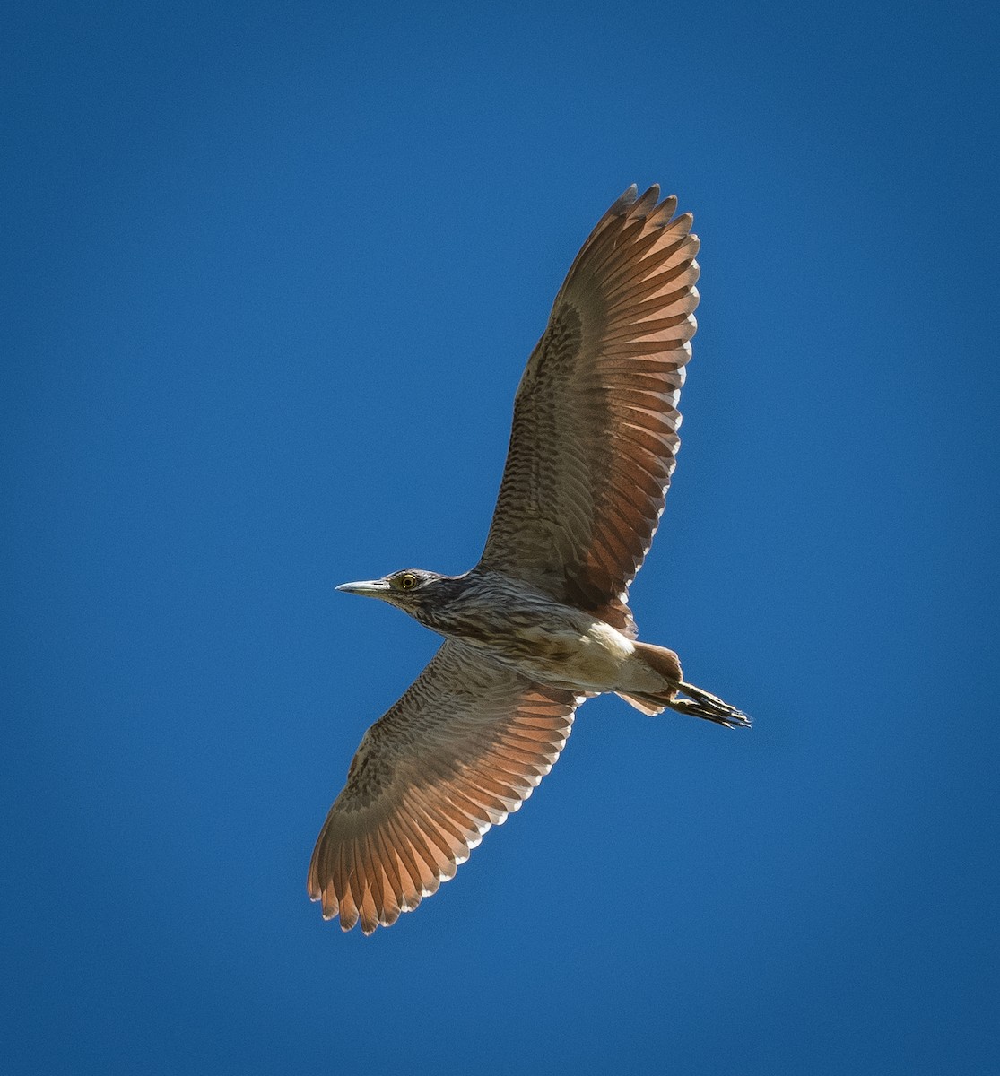 Nankeen Night Heron - ML614290032