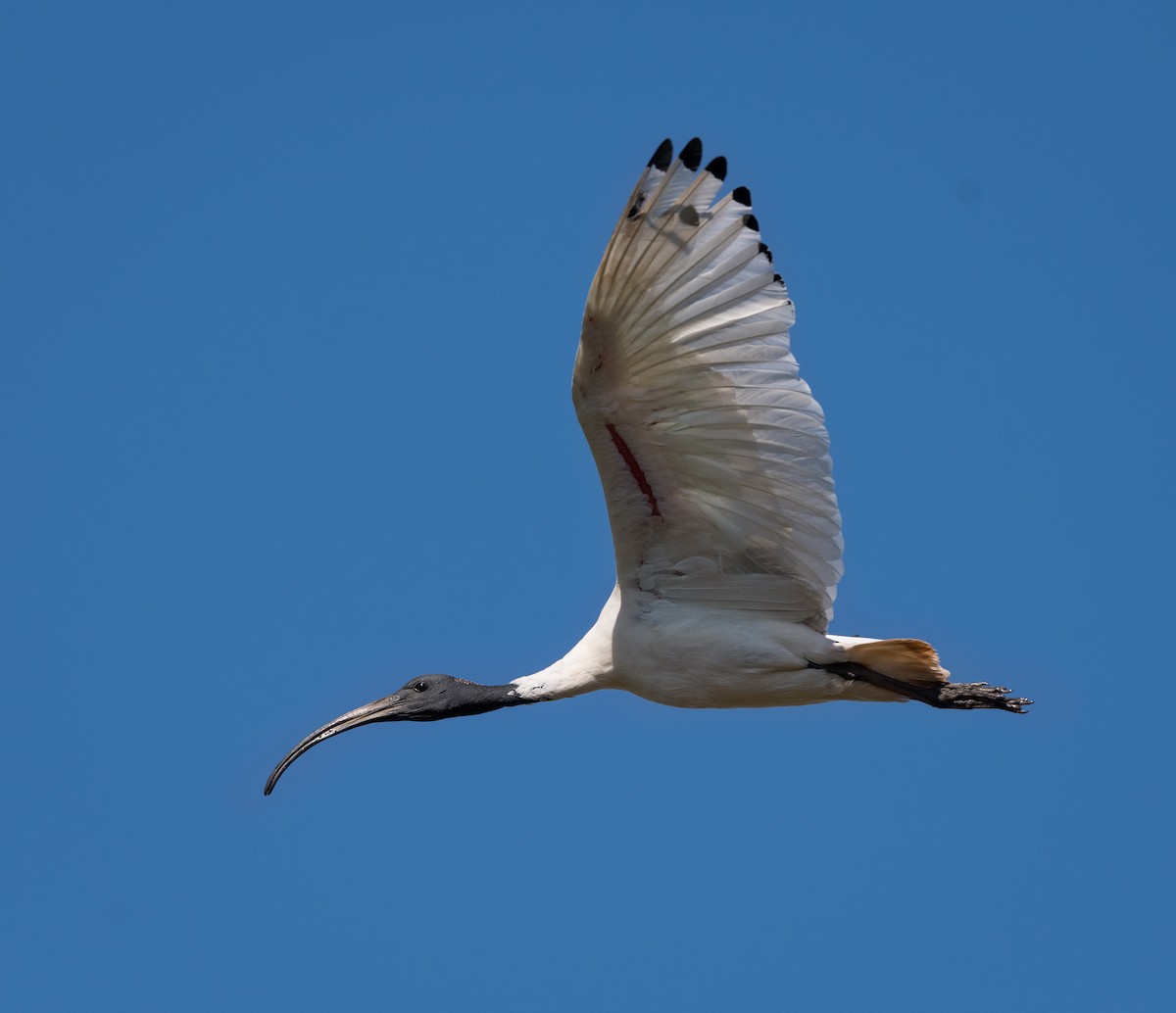 ibis australský - ML614290058