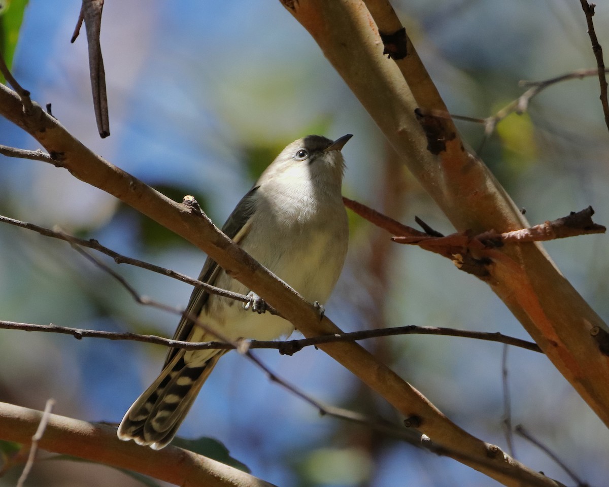 Pallid Cuckoo - ML614290070