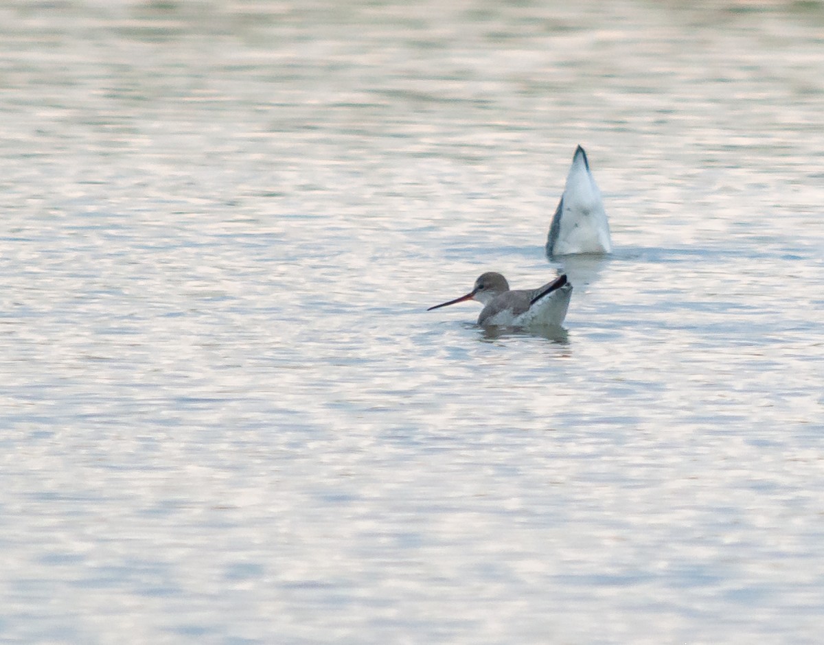 Spotted Redshank - ML614290115