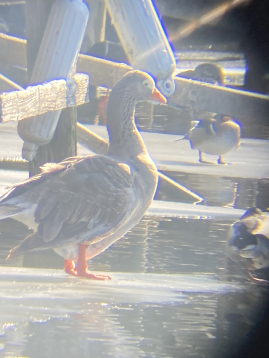 Graylag Goose (Domestic type) - ML614290119