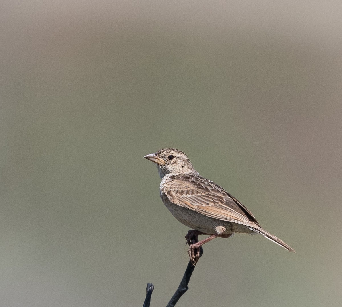 Singing Bushlark - ML614290122