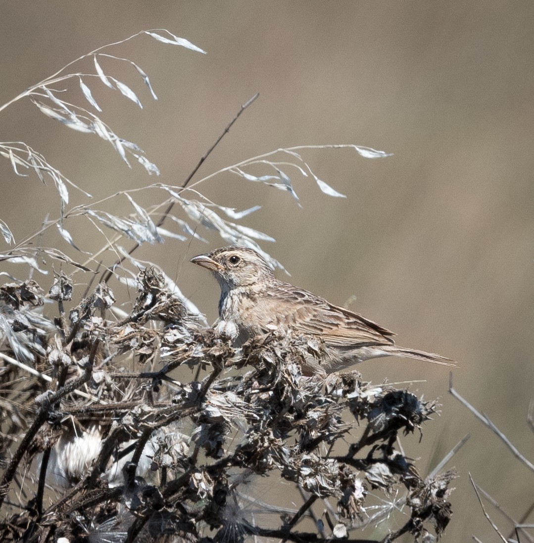 Singing Bushlark - ML614290123