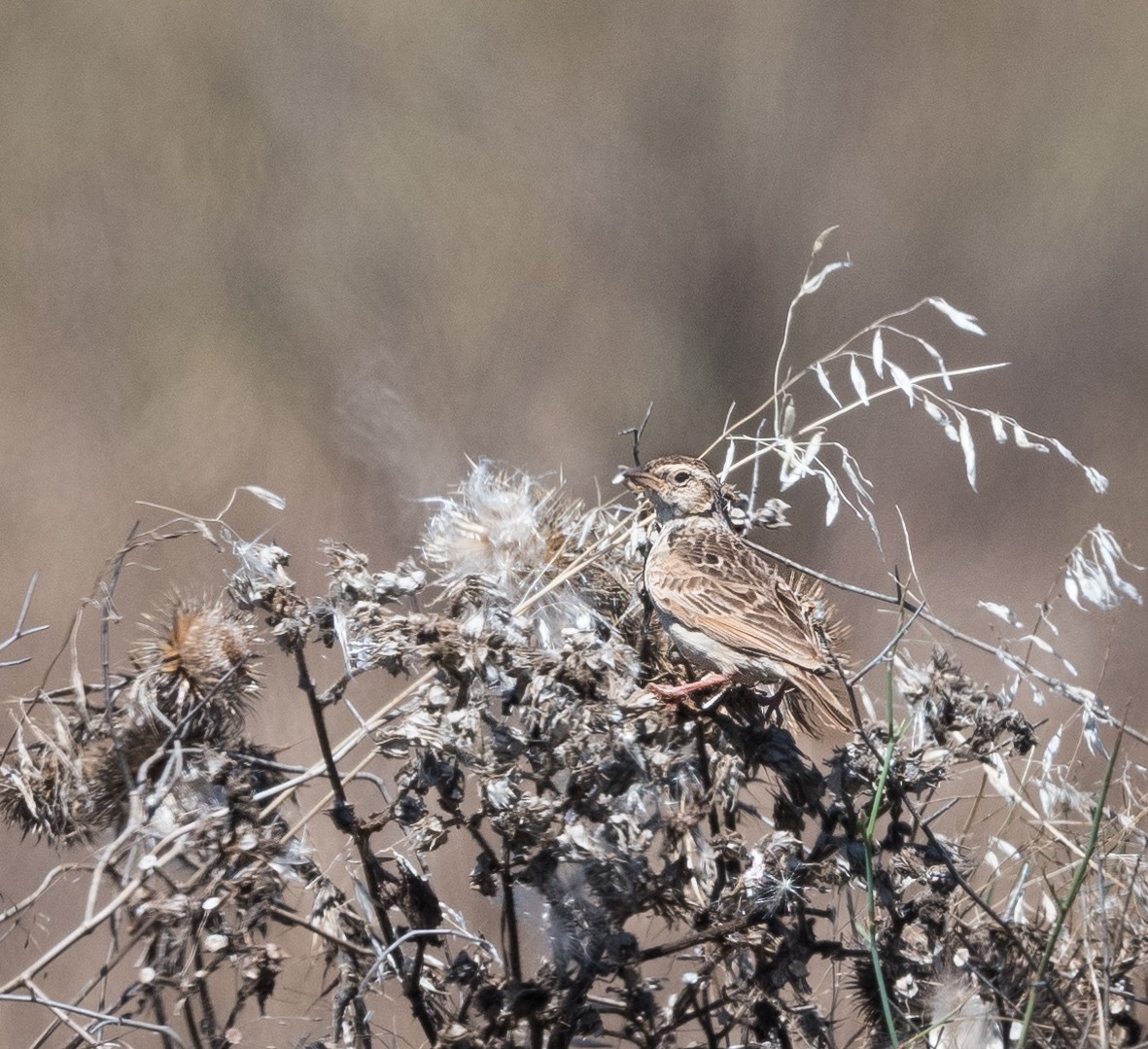 Singing Bushlark - ML614290124