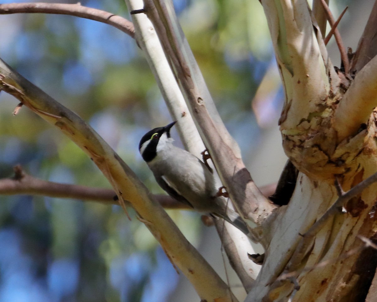 Strong-billed Honeyeater - Rolo Rodsey