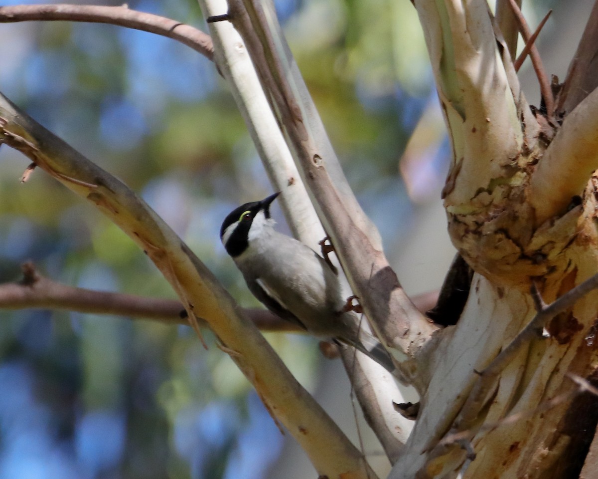 Strong-billed Honeyeater - ML614290143