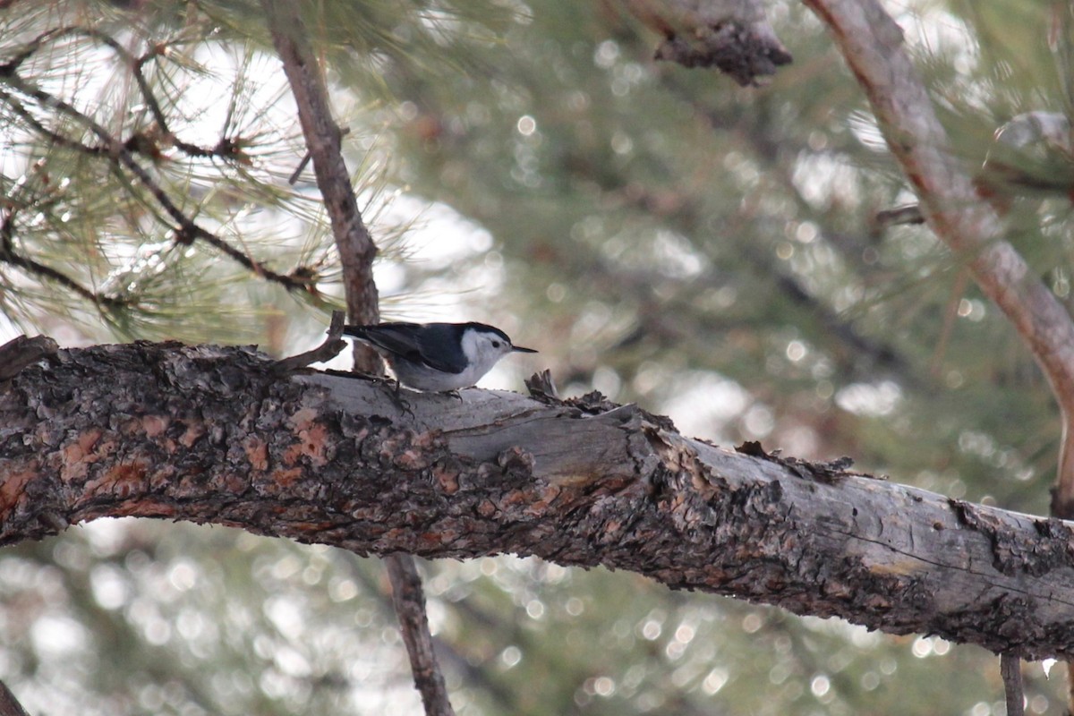 White-breasted Nuthatch - Connor Thomas