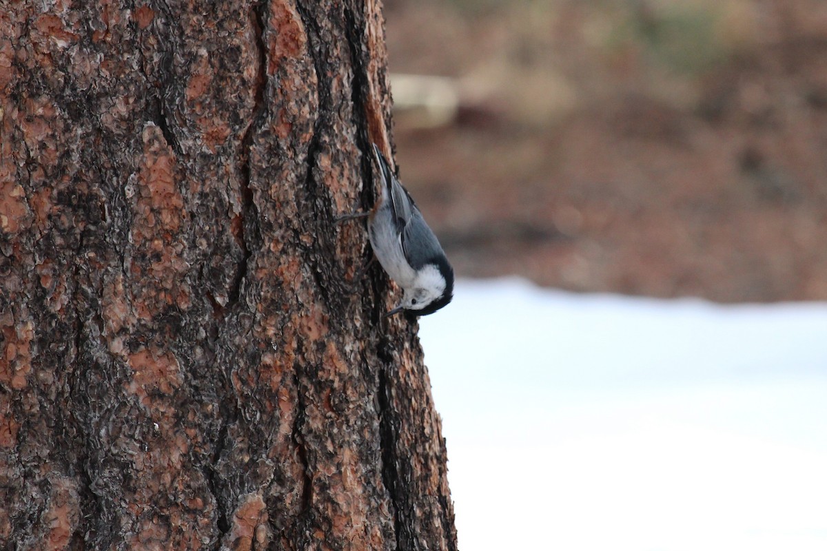 White-breasted Nuthatch - Connor Thomas