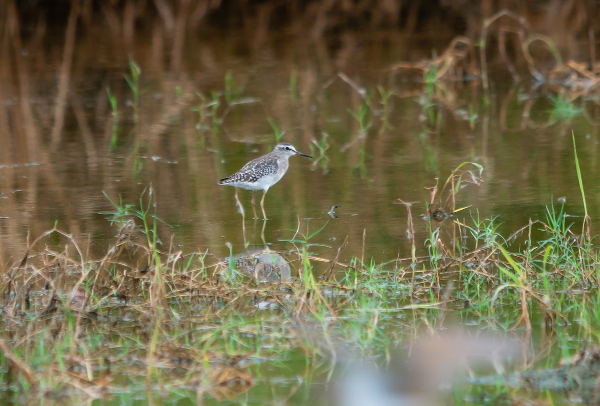 Wood Sandpiper - ML614290162