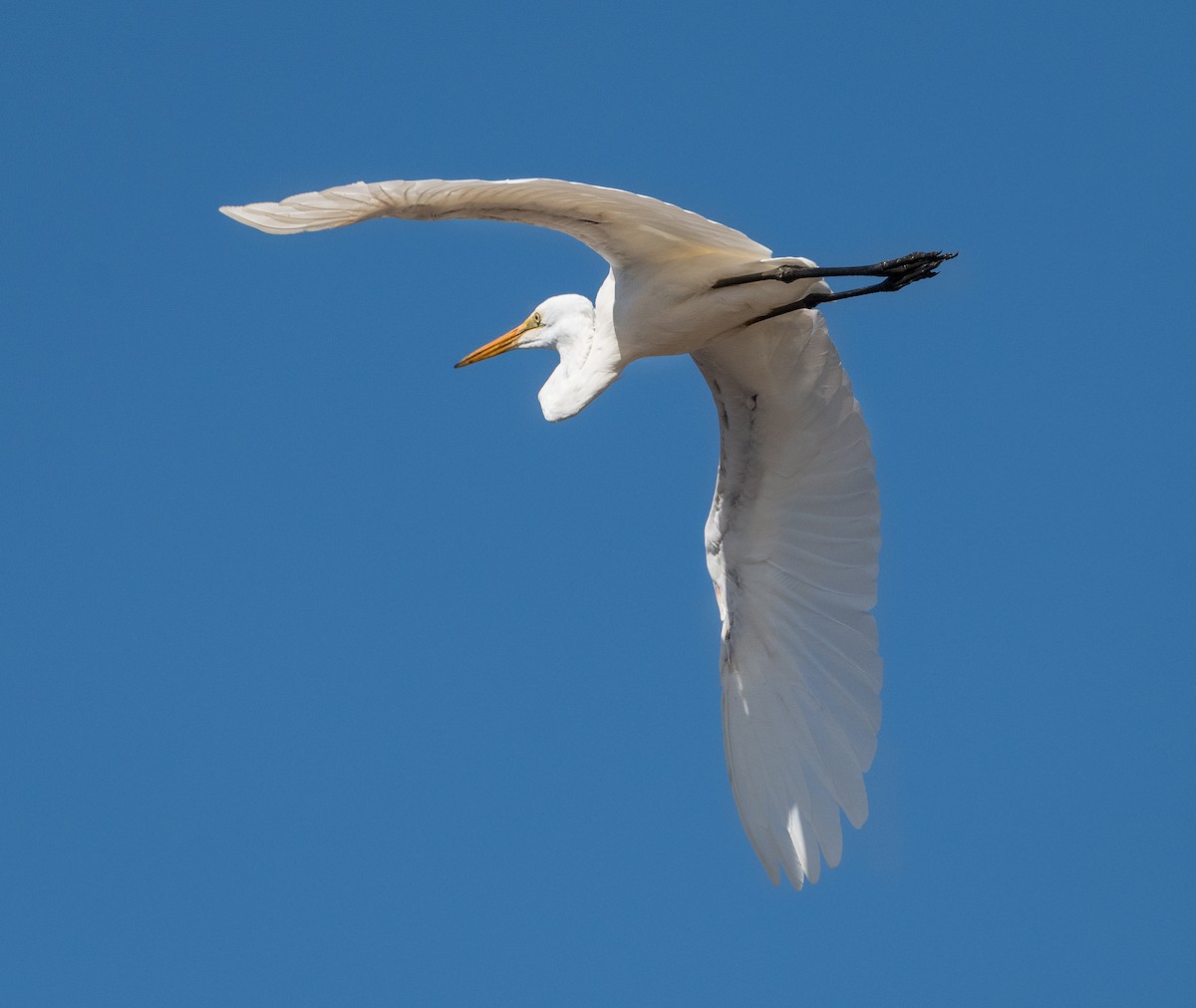 Great Egret - ML614290188