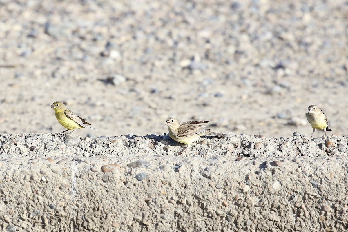 Grassland Yellow-Finch - ML614290242