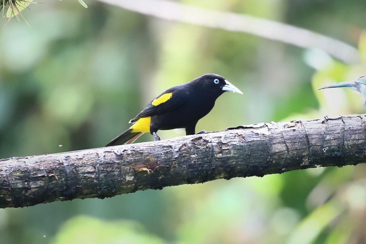 Yellow-rumped Cacique - ML614290268
