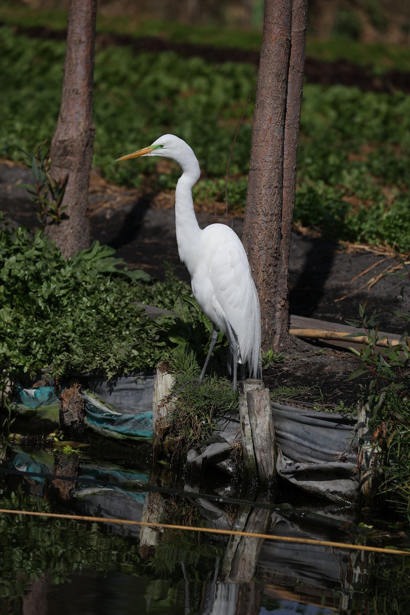 Great Egret (American) - L. Ernesto Perez Montes (The Mexican Violetear 🦉)