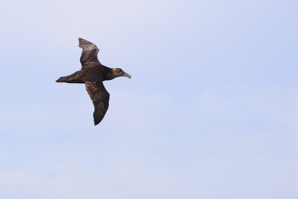 Southern Giant-Petrel - Andrew Eppedio