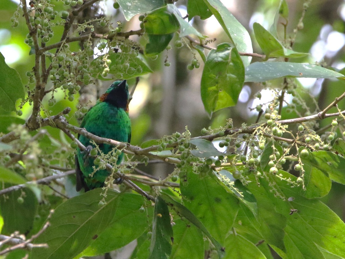 Orange-eared Tanager - Daniel Lebbin