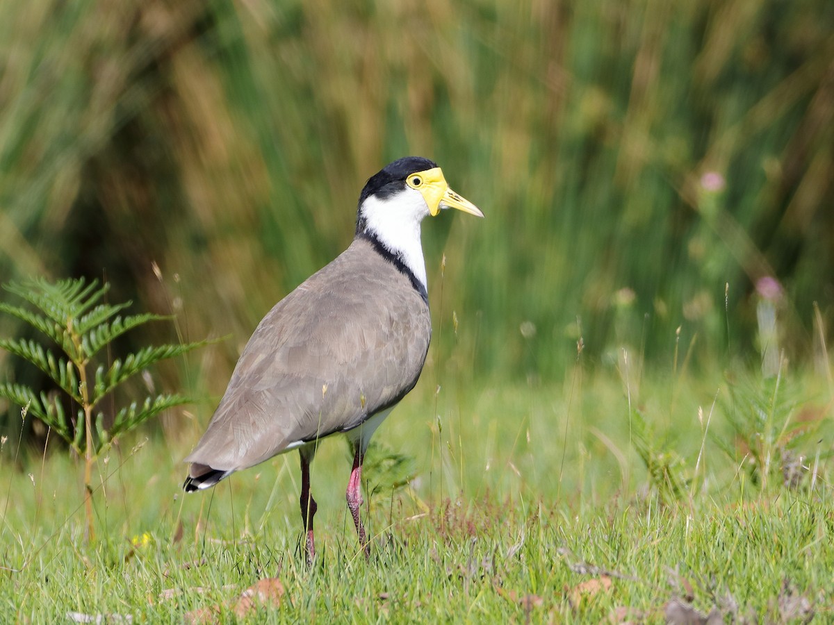 Masked Lapwing - ML614290345