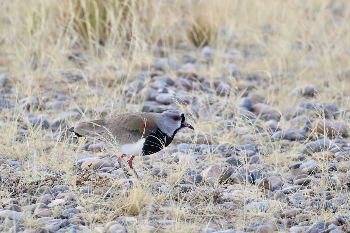 Southern Lapwing - ML614290447