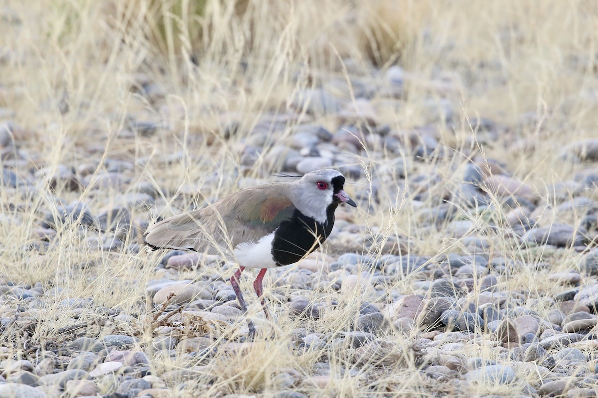 Southern Lapwing - ML614290449