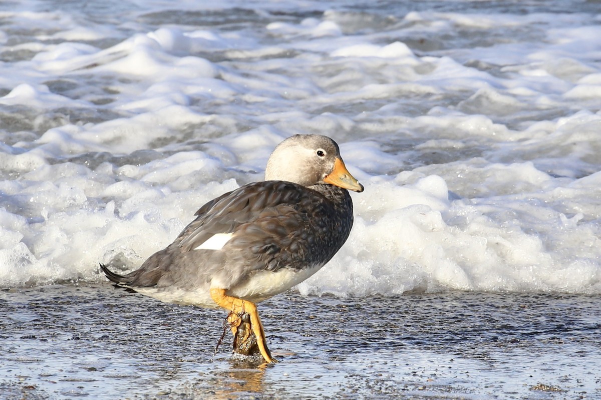 White-headed Steamer-Duck - Andrew Eppedio