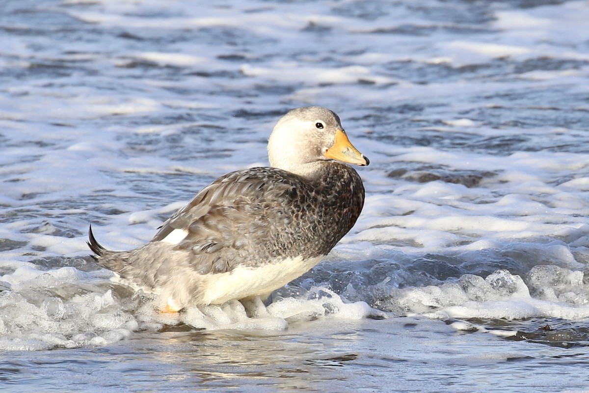 White-headed Steamer-Duck - ML614290482